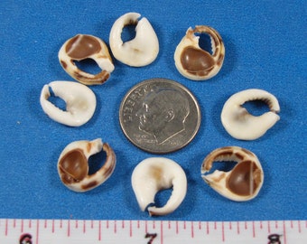Cut Frog Seashell Slices, Sailor's Valentines, Jewelry Crafts (12)