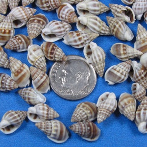 Tiny Nassa Persica snail seashells-100+ (3/8&quot;-5/8&quot;)hand selected - washed-small craft shell, brown-white snail shells, beach decor, aquarium