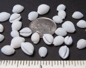 Tiny white trivia seashells (50 ) 1 4 quot - 3 8 quot sea snail shells - craft seashells, sailors valentines, jewelry, beach decor, seashell art,