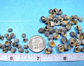 Mini Zebra Nerite Seashells, black/white snail shells, 2 sizes (1/8"-3/8") hand selected, jewelry supplies