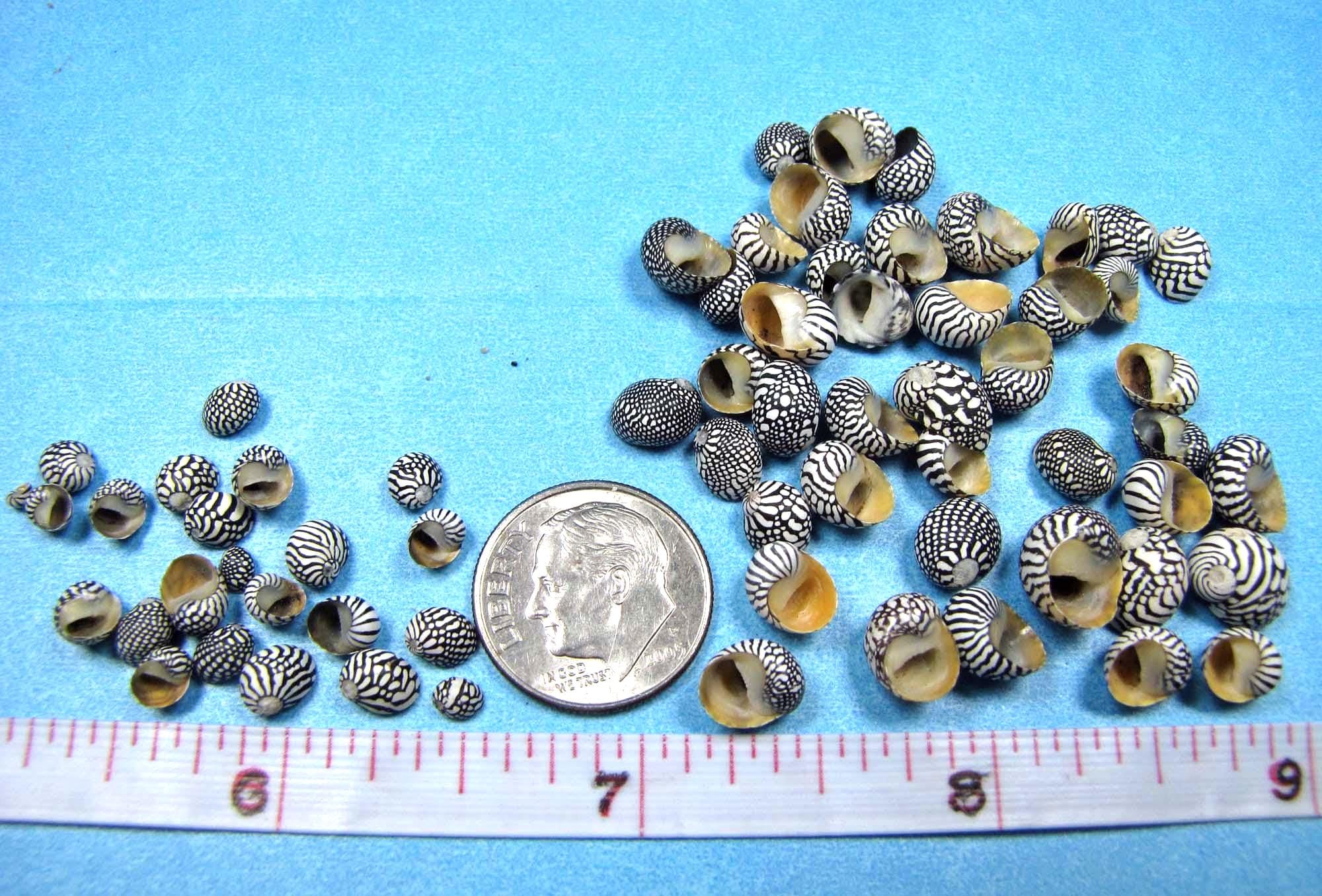 Groundnut Shell Zebra Mini Zebra Nerite Seashells, Black/white Snail Shells, 2 Sizes (1/8
