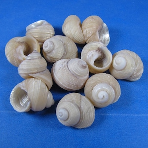 Grooved turbo seashells 1/2&quot;-1&quot; (8) Crafts, hermit crabs, beach decor, aquariums, fillers, jewelry, art,natural snail  shells, ornaments