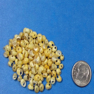 Drilled Yellow Nerite Snail Shells -Exrea Tiny 100– Natural Color, Mini Shell Crafts, Jewelry Making