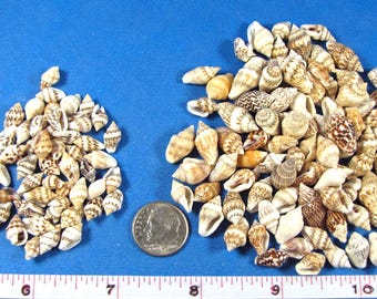 Tiny Mixed Nassa Snail Seashells 2 sizes-crafts, beach decor, fillers, terrariums