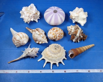 Assorted Small Seashells (10) -under 3"- murex, whelk, carrier, turritella, sea urchin