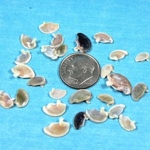 Tiny Vittina operculum (from nerites) multi-colored 1/4"-1/2"(25) sailors valentines, jewelry