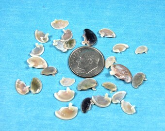 Tiny Vittina operculum (from nerites) multi-colored 1/4"-1/2"(25) sailors valentines, jewelry