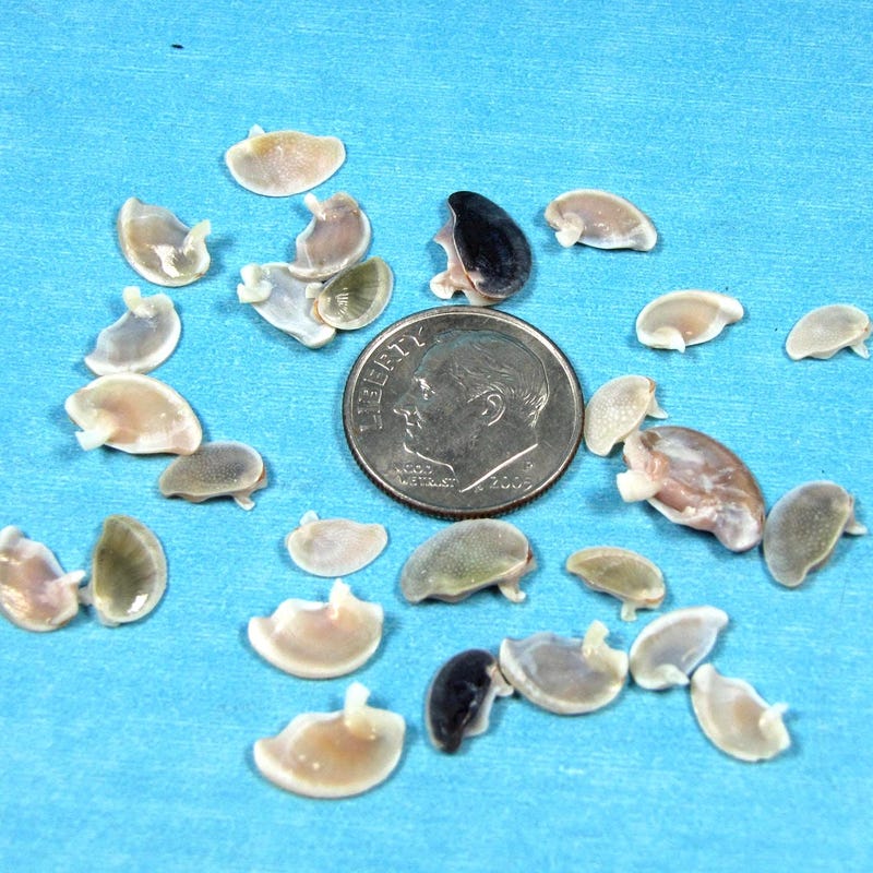 Operculum - Etsy