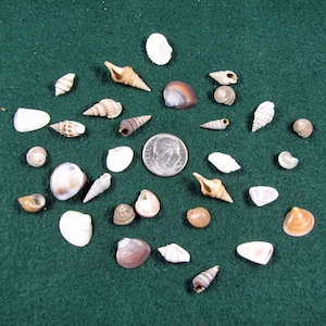 May include: A collection of seashells of various shapes, sizes, and colors, including white, brown, and tan. The shells are arranged in a circle around a US dime coin for scale.