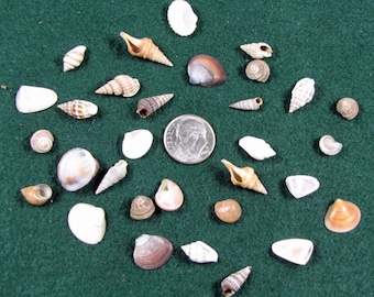Tiny Shell Mix, Craft Seashells, Beach Decor, Aquarium Shells, no dyed,1/4"-3/4"