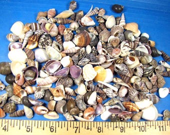 Beach Seashell Mix 1/2"-1" (1 cup=200+) all natural, crafts,  aquarium, dollhouse