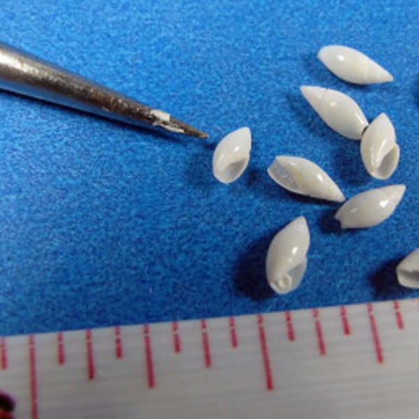 Tiny Seashells - Etsy