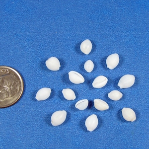 Mini white trivia oryza seashells (40+) 1/4"-3/8" sea snail shells, sailors valentines, jewelry, shell art, tiny white shell, beach decor