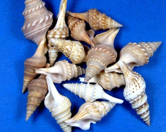 Javana (turrid) seashells - 2 sizes -hand selected- crafts, beach decor