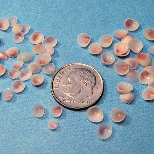 Tiny apple blossom seashells 100 hand selected -2 sizes (1/8"-1/4") or (1/4"-3/8") natural pink/white craft shells, sailors valentines