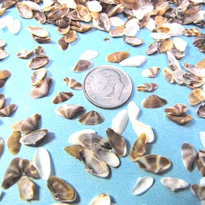 May include: A collection of small seashells in shades of brown, tan, and white, scattered on a light blue surface. A US dime is included for size reference. The shells vary in shape and size, with some displaying striped patterns.