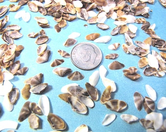 Tiny baby brown & white coquina seashells- 1/4 cup (about 1000 shells) 3/8" craft shells