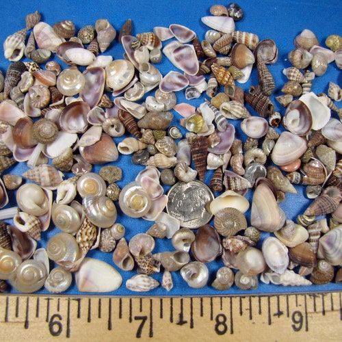Tiny Variety Shell Mix 1/4 Cup 250 - Etsy