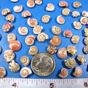 May include: A collection of small, spiral-shaped Shiva eye shells in shades of white, tan, and reddish-brown, scattered across a blue surface. A silver-colored United States dime coin and a white measuring tape are included for scale.