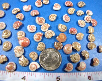 Mini Patterned Umboniums 1/4"-3/8" (40+) button shells, hand selected- sailors valentines, jewelry, shell flowers, shell art,embellishments