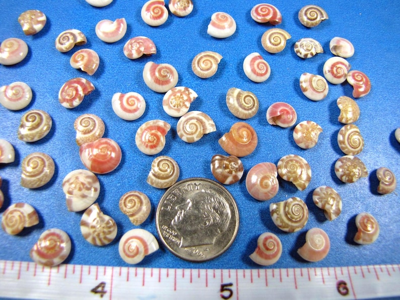May include: A collection of small, spiral-shaped Shiva eye shells in shades of white, tan, and reddish-brown, scattered across a blue surface. A silver-colored United States dime coin and a white measuring tape are included for scale.