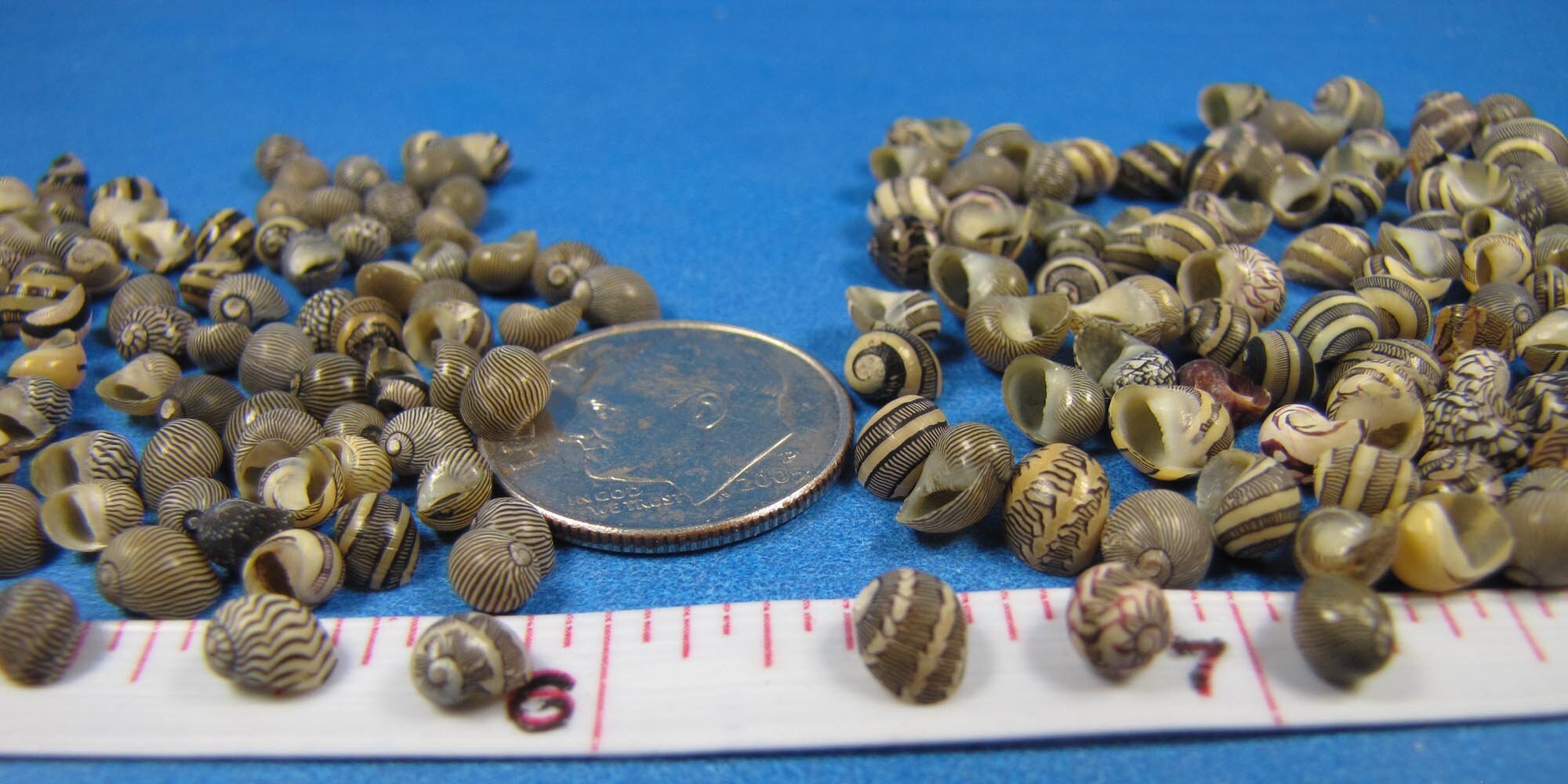 Tiny Dark Nerites- Choice of 2 sizes-1/8"-1/4" plain & patterned mini snails, sailors valentines, shell art, jewelry,  borders, mosaics