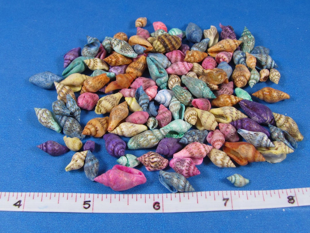 Tiny Dyed Nassa Seashells 3/8 5/8 Colorful Mini Craft Shells, Beach Decor, Nautical, Vase
