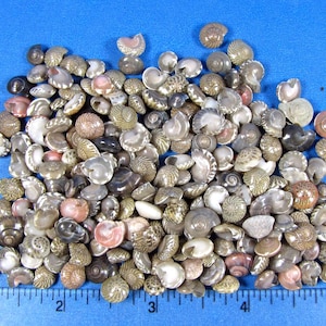 Mini Umbonium Button Shells, Tiny Seashells, Jewelry Supplies, Sailors Valentine (200 count)