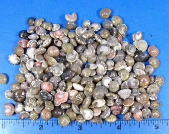 Mini Umbonium Button Shells, Tiny Seashells, Jewelry Supplies, Sailors Valentine (200 count)
