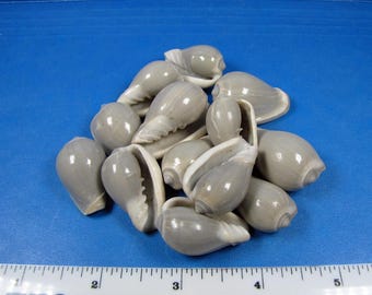 Gray Vetricosa Marginella Seashells (12)  1"- 1 1/2" Hand Selected Craft Shells, aquarium,beach decor