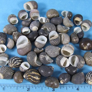 ZigZag nerite snail shells 2&quot;x3&quot; bag 20+ (1/2&quot;-3/4&quot;) black to brown and tan-  crafts, hermit crabs, beach decor, aquariums