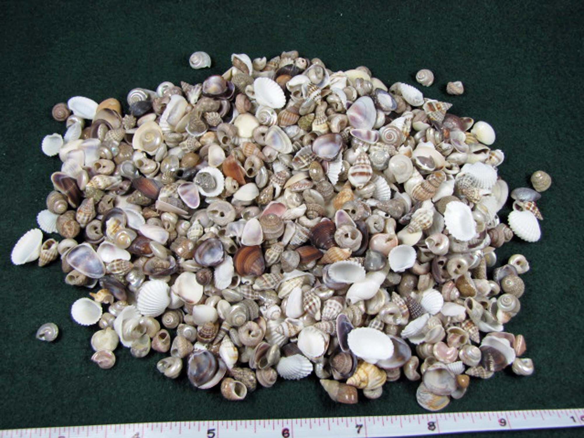 Tiny Variety Shell Mix 1/4 Cup 250 - Etsy