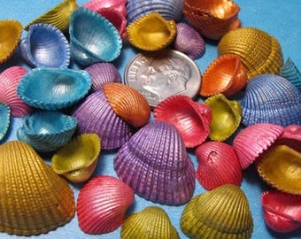 Dyed Ark Seashells – Pearl Finish, Vibrant Colors, Shell Craft (2" x 3" Bag)
