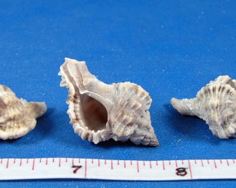 Pterynotus Bipinnatus Murex Seashell Collectors Shell Coastal Decorating Decor Assemblage Display Cabinet of Curiosities Oddities Mermaids