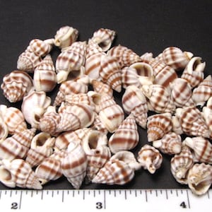 Red banded nassa seashells (50) brown/white snail shells 1/2"-3/4"