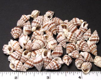 Red banded nassa seashells (50) brown/white snail shells 1/2"-3/4"