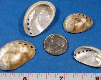 Tiny Polished Red Abalone (4) 3/4"-1 1/4"- hand selected craft shells, sailors valentines, jewelry, beach decor, shell art, shell flowers