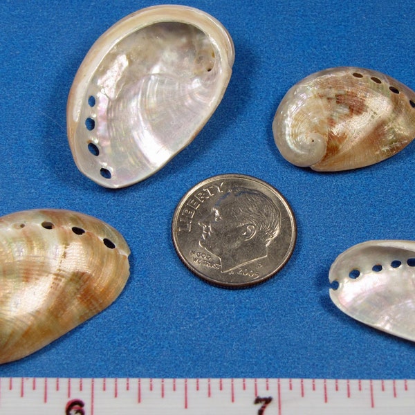 Tiny Polished Red Abalone (4) 3/4"-1 1/4"- hand selected craft shells, sailors valentines, jewelry, beach decor, shell art, shell flowers