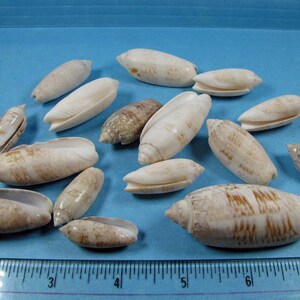 Olive Seashells Florida, mixed (15) 1"- 2" arts, crafts, beach decor, aquarium