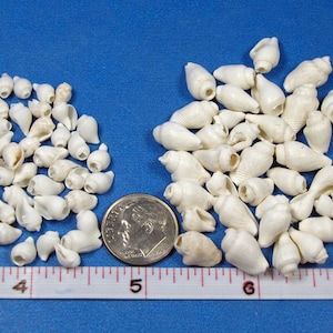 May include: Two piles of small white seashells on a blue surface. A ruler and a US dime are included for scale.