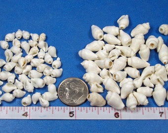 100+ Drilled White Nassa Shells – Jewelry, Crafts & Wind Chimes