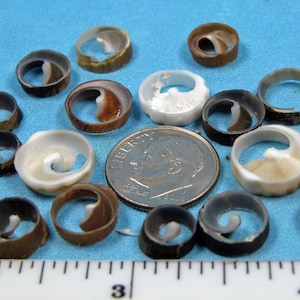 May include: A collection of small, circular, spiral-shaped shell fragments in shades of brown, tan, and white. A silver-colored United States dime is positioned among the shells, and a white ruler shows a scale of approximately 1.5 inches.