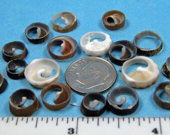 Tiny Sliced Seashells (16)  sailor's valentines, jewelry, crafts, mini shell art, borders, designs, embellishments