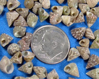 Tiny Top Shells (100) – 3/16" Hand Selected for Crafts, Jewelry, art