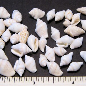  QICQDRAM 30PCS Sea Shells 1.5''-2'' White Small Sea Shells, for  Shells for Crafts, Crafts DIY Painting Beaching Wedding Decoration, Beach  Natural Shells Bulk : Home & Kitchen