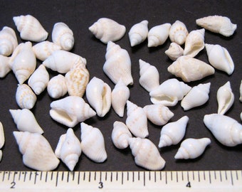 100+ White Nassa Dove Snail Seashells  3/8"-1/2"