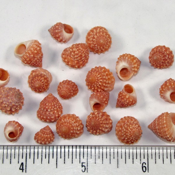 Apricot-Strawberry Cumingi Top seashells (20)(1/4"- 1/2") copper periwinkle shells, hand selected, beach craft shells, nautical art, jewelry