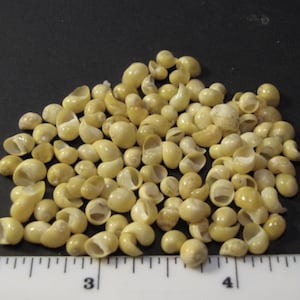 Micro-mini yellow littorina nerite seashells: tiny 1/8"-3/16" shells art, sailor's valentines