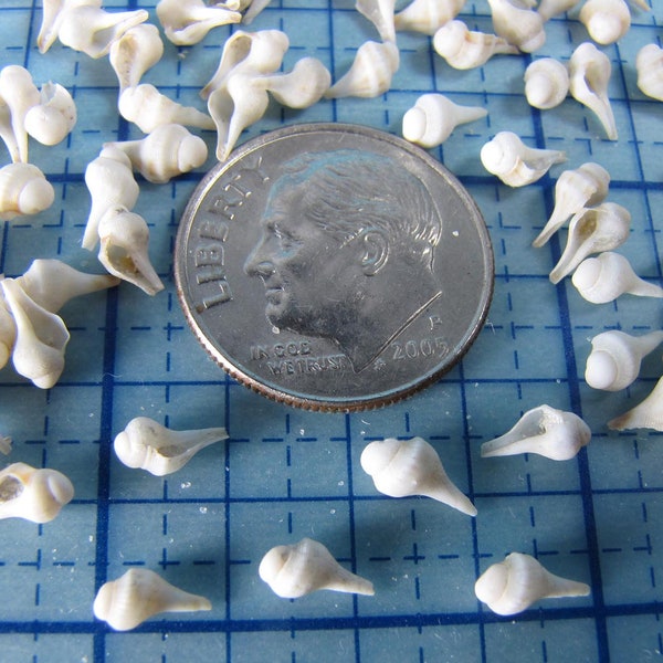 MICRO Baby Whelk Shells(50) 1/4"  off-white- extra tiny, small scale artwork, sailor's valentines, jewelry, dollhouse scale, embellishments