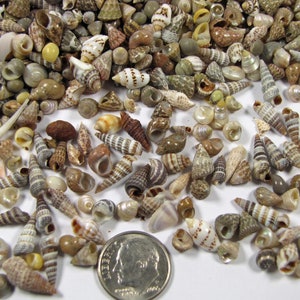 Extra tiny Variety Shell Mix 1 tbls=250+ shells (1/8"-1/2")micro mini all natural assorted craft shells,ornaments,beach decor, vase filler